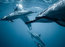 雷迪克16秒喊停换下巴村，场边对喷后甩锅&amp;quot;正常操作&amp;quot;